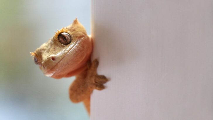 Essential Nutrition Tips for Thriving Crested Geckos