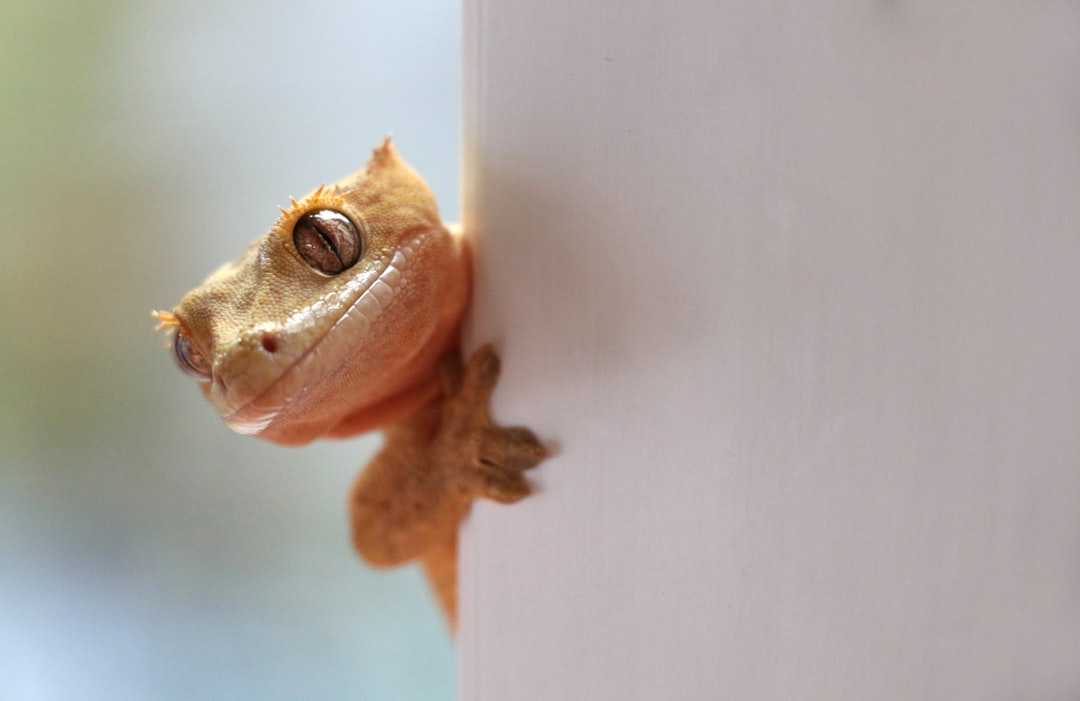 The Ultimate Crested Gecko Diet Guide: Nutrition for Vibrant, Healthy Pets