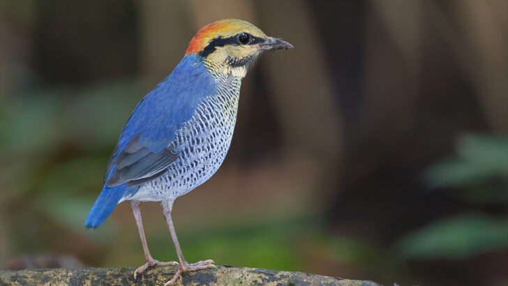 Protecting the Blue Pitta in Kaeng Krachan Wilderness, Thailand