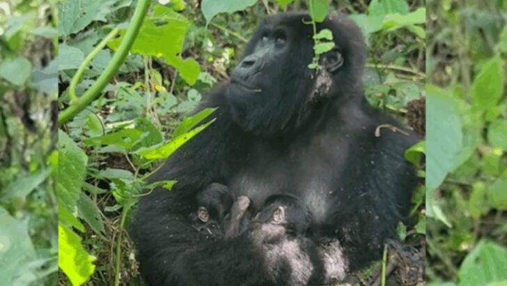 Rare Twin Birth Sparks Optimism for Congo&rsquo;s Endangered Mountain Gorillas