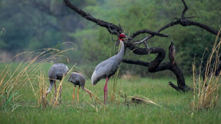How Sarus Cranes Navigate Habitat Loss and Breeding Perils