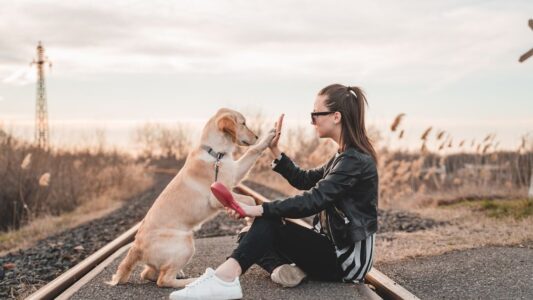 The World&rsquo;s Most Loyal Dog Breeds: An Unbreakable Bond