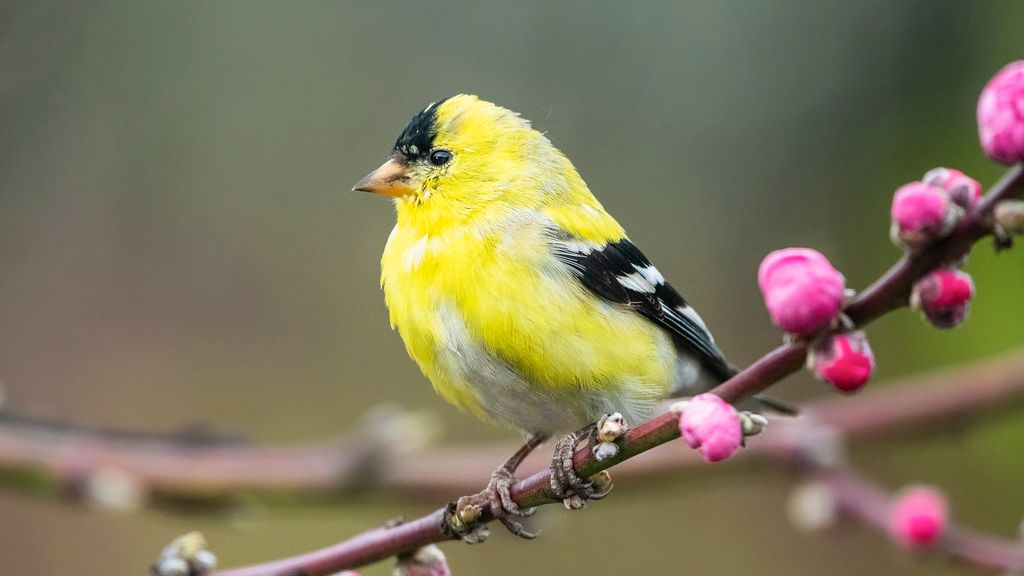 This Rare American Bird Can Change Its Feathers With the Seasons