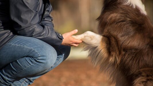 Why Dogs Stay Loyal Even When We Fail Them