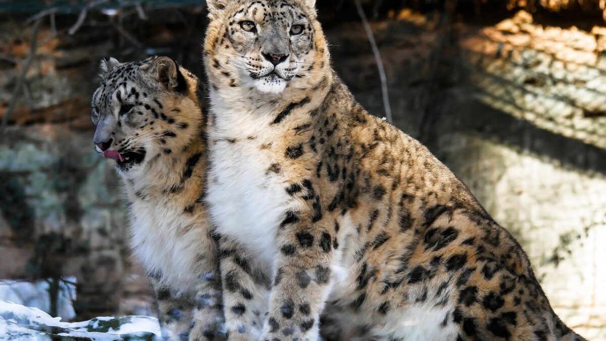 Your Birth Month Predicts Which Wild Animal Is Your True Protector