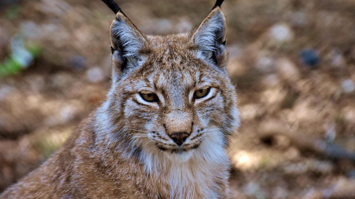 11 Powerful Predators Native to North America You Should Know About