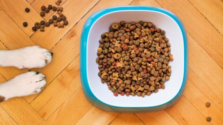 Proven Ways to Store Pet Food for Maximum Freshness and Safety, According to Experts