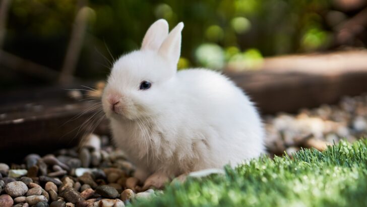 Safe Wooden Toys for Rabbits to Support Dental Health Naturally