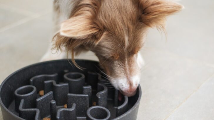 Why Every Dog Needs a Slow Feeder Bowl