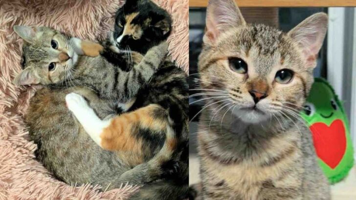 Two Cats Forge Unbreakable Bond After Tough Beginnings
