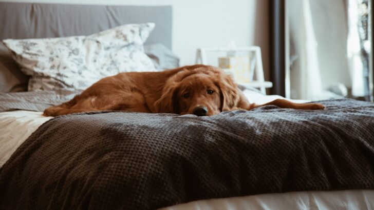 Hidden Dangers in Your Home That Every Dog Owner Should Know About