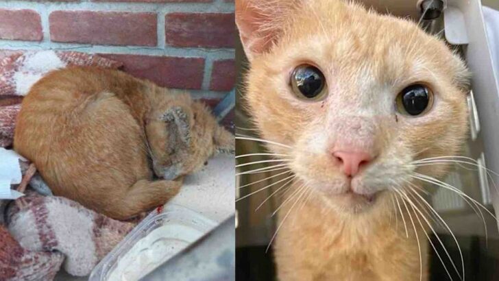 How a Once Feral Cat Became a Devoted Lap Companion