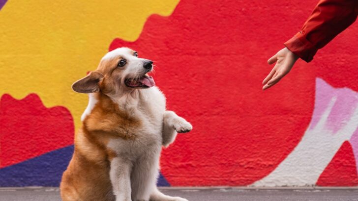 Behaviors That Reveal Your Dog&rsquo;s Inner World