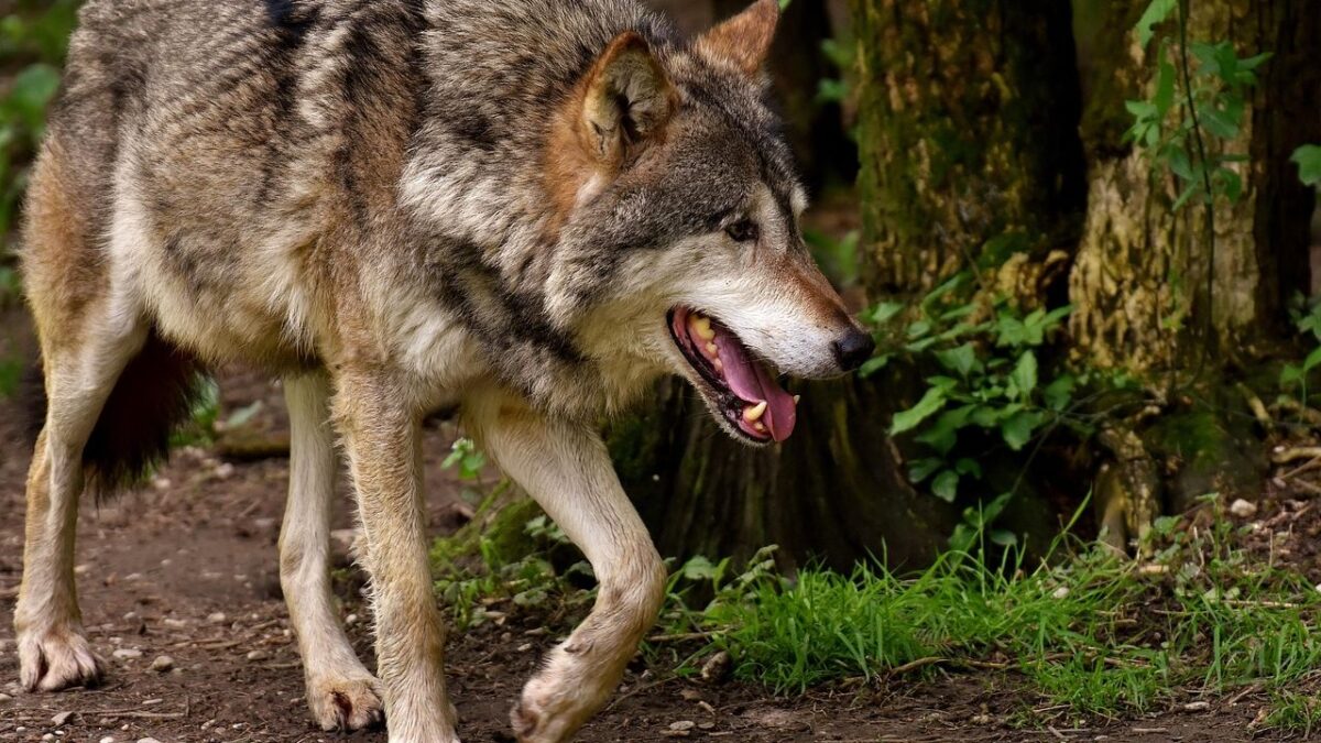 The Only US State Where This Wolf Runs Free