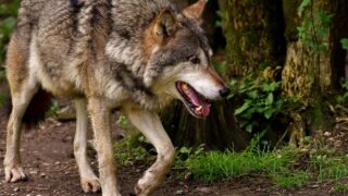 The Only US State Where This Wolf Runs Free
