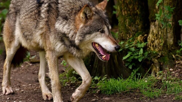 The Only US State Where This Wolf Runs Free