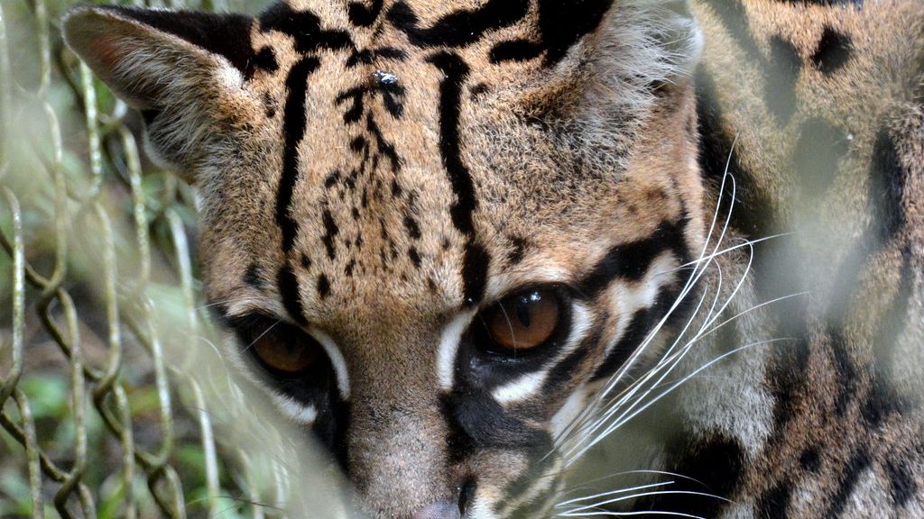The Wild Cat That Matches Your Zodiac Sign Personality