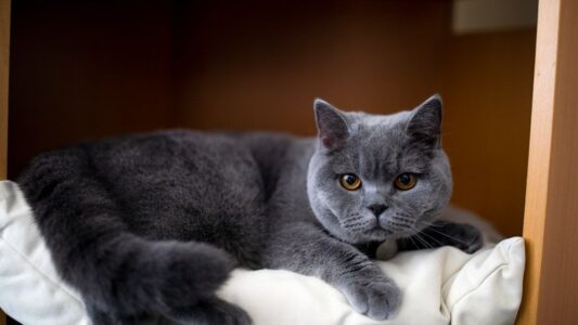 12 Best and Worst Cat Breeds for First Time Owners Across the United States