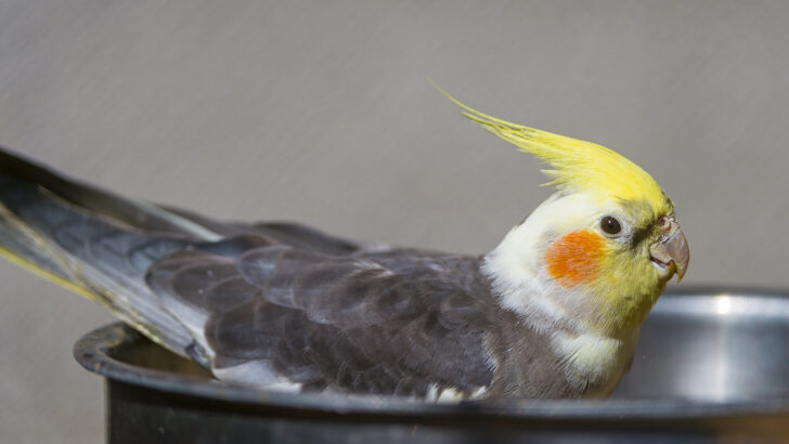 Best Nourishing Foods for Cockatiels and Parakeets for Peak Vitality, According to Experts