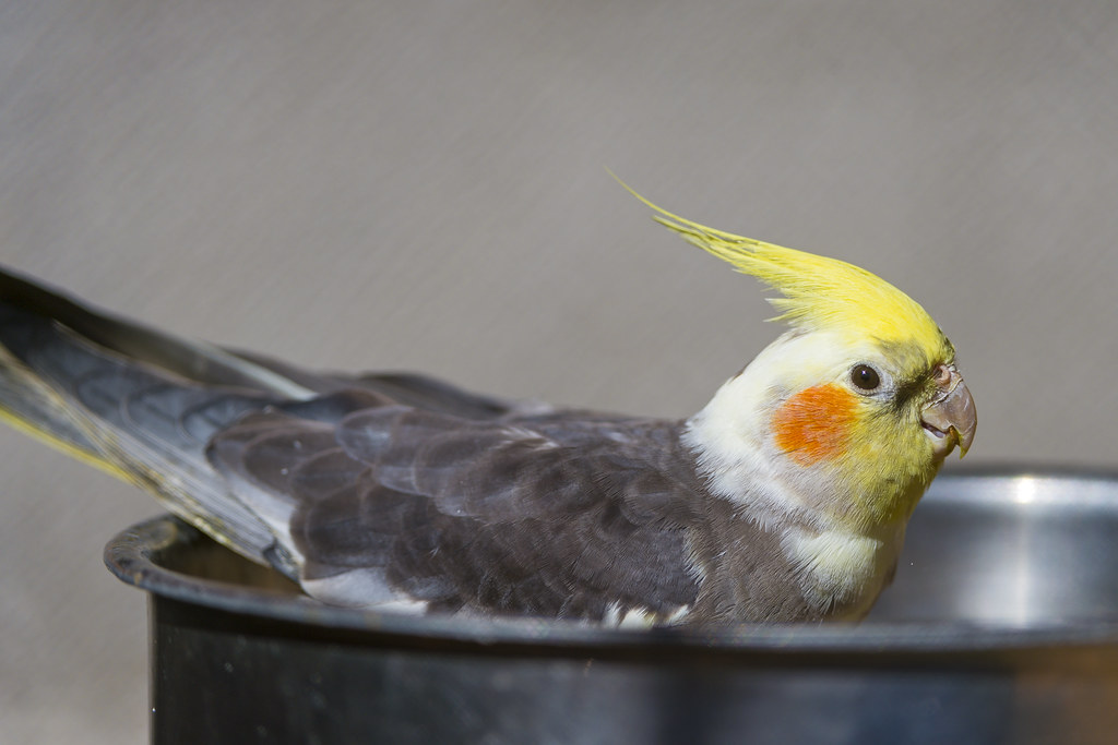 Best Food For Cockatiels And Parakeets Vet Tips For Vibrant Health