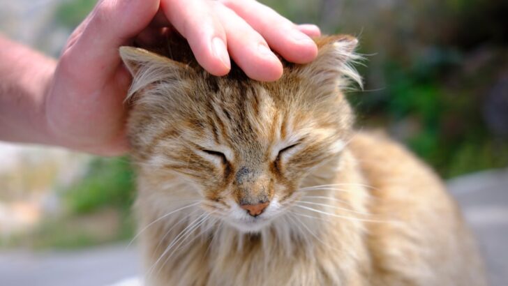 What Veterinarians Say About Feeding Cats Peanut Butter
