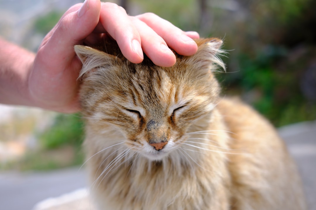 Can Cats have Peanut Butter? Risks, Myths and Safe Human Foods
