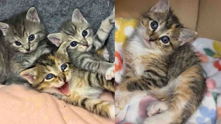 Rescued Feral Kittens Transform into Playful and Loving Indoor Companions