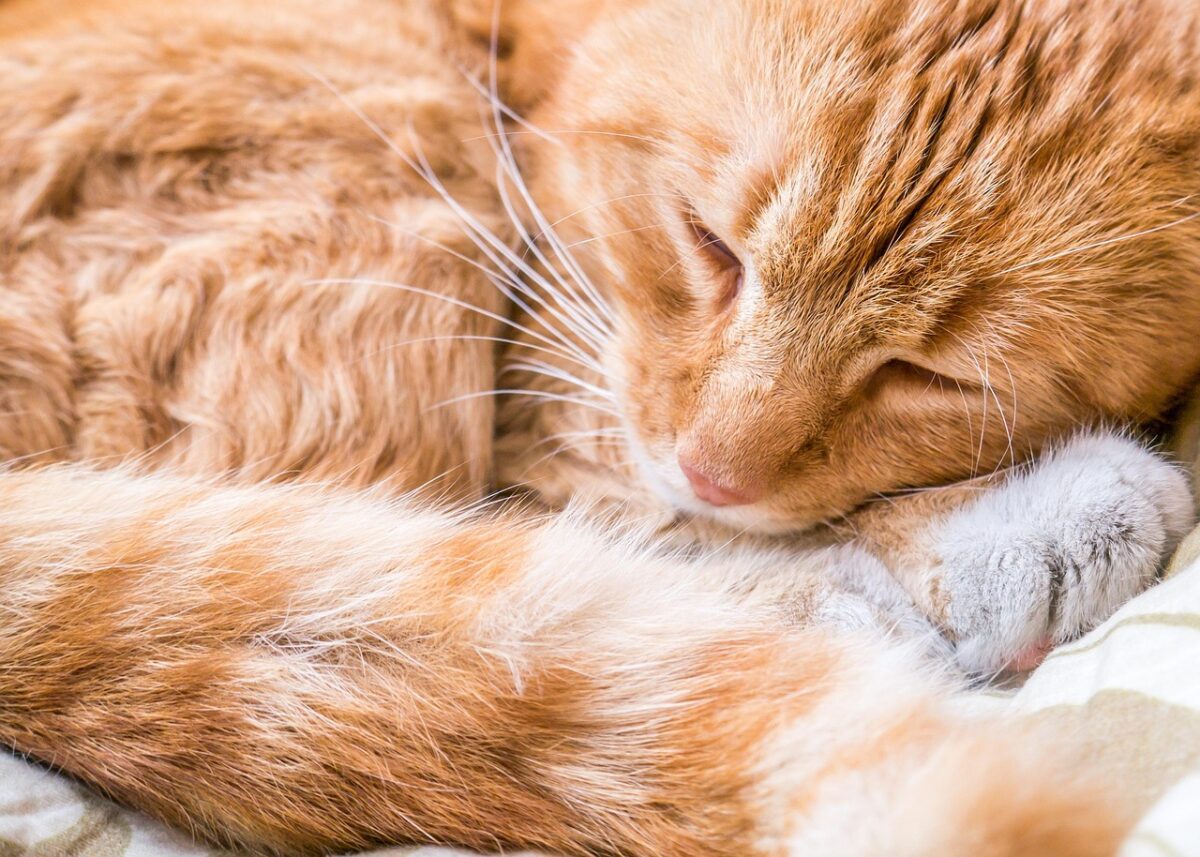 FOR THE LOVE OF GINGERS