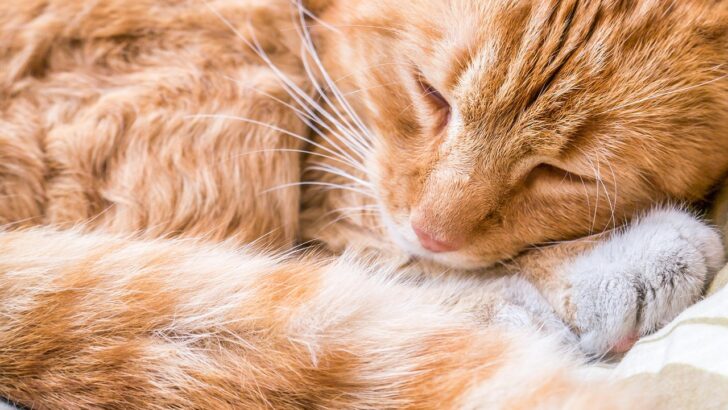 Joyful Ways to Honor Ginger Cats on Their Special Day
