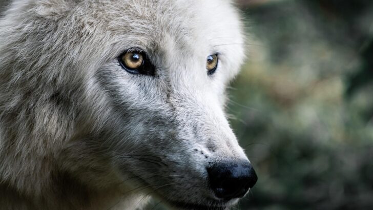 DNA Unveils Wolf-Dog Hybrids on the Loose in Preston