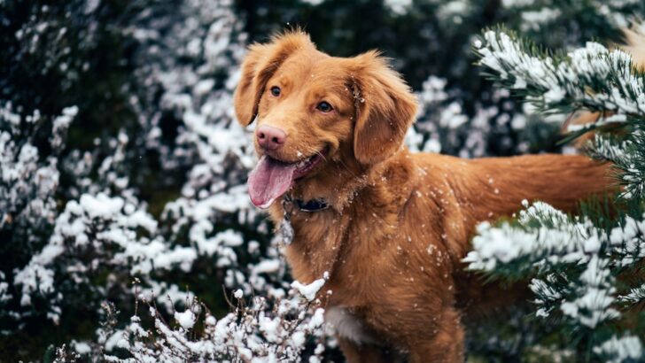 How Cold Weather Transforms Canine Behavior