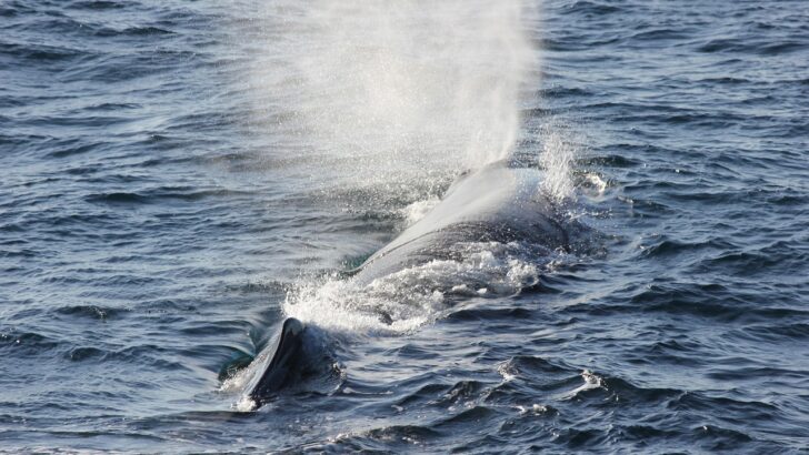 Drones Uncover Deadly Virus in Arctic Whales for the First Time