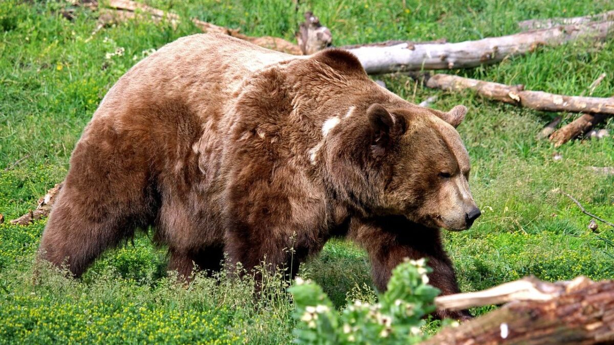 5 Things Never to Do If You Encounter a Bear While Hiking