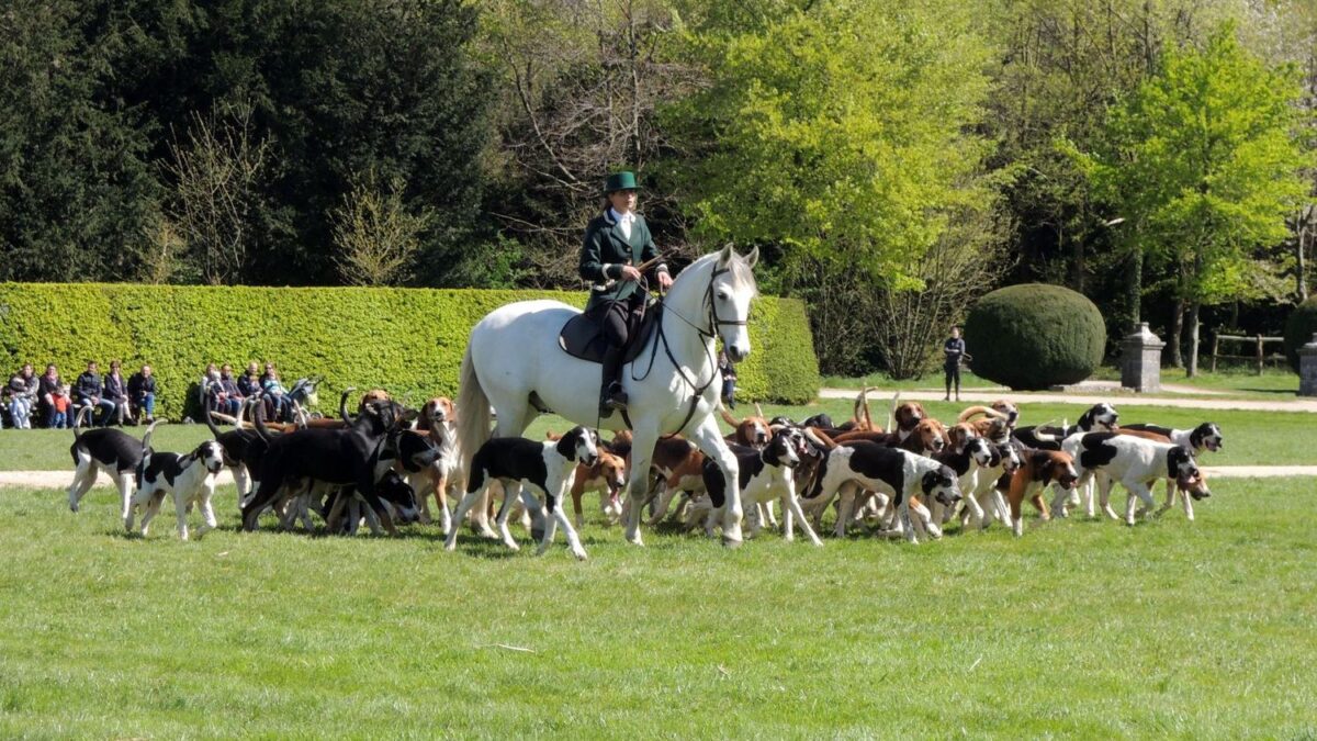 The Dog Breed That Was Introduced By George Washington in The US