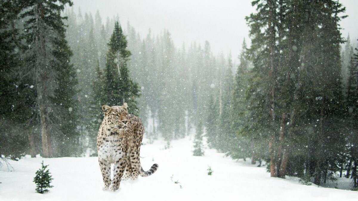 What Mountain Animal Mirrors Your Zodiac Sign's Mental Strength