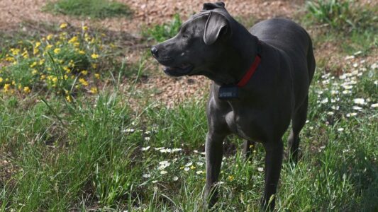Best Dog Breeds for Texas Homes Ranches and Open Land