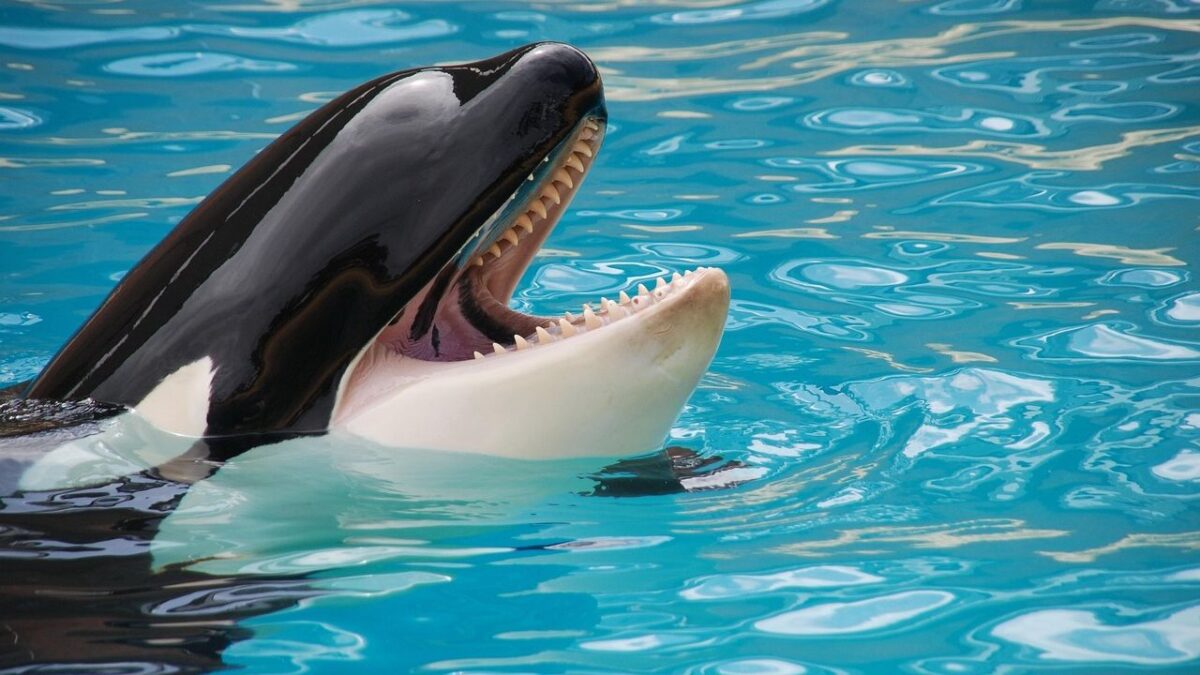 10 Unique Animal Behaviors That Scientists Still Cannot Fully Explain