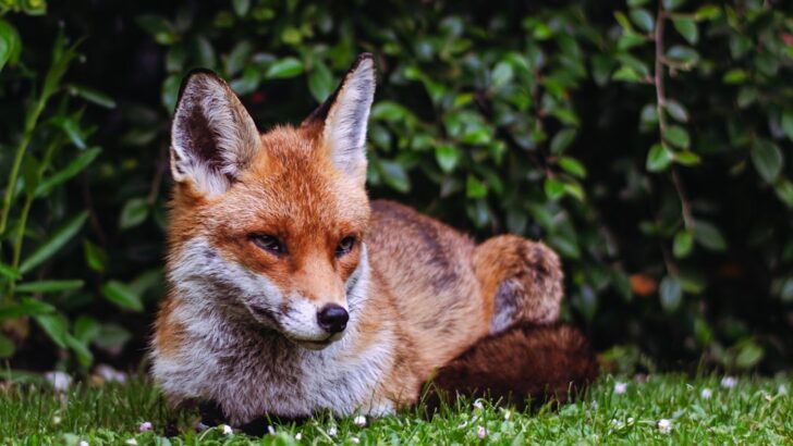 Foxes: Masters of Adaptation in Diverse Environments