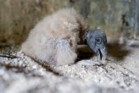 Colombia Revives Andean Condor Legacy with Three New Chicks