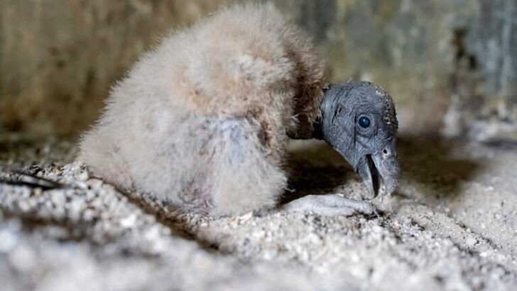 Colombia Revives Andean Condor Legacy with Three New Chicks