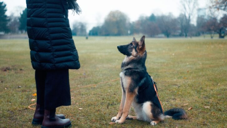 9 Best Dog Training Treats of 2026: Boost Skills with Smart Rewards