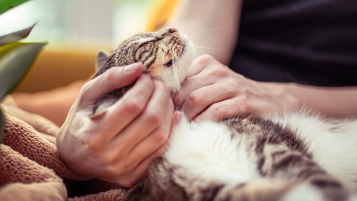 Subtle Signals: How Vets Spot a Cat’s Profound Connection to Its Owner