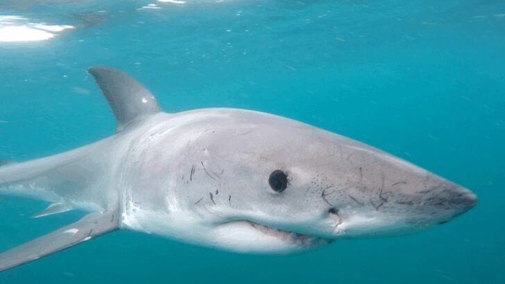 South Africa’s Great Whites Face Uncertain Future Amid Rapid Decline
