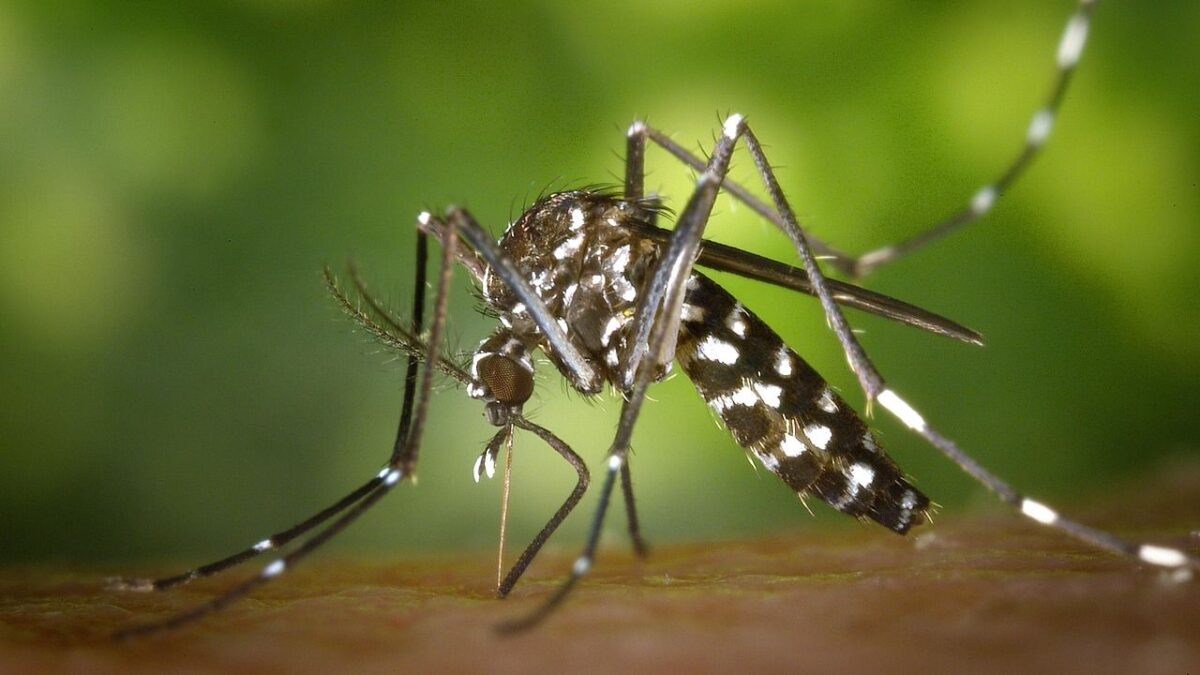 7 Common Household Pests That Carry Surprisingly Dangerous Diseases