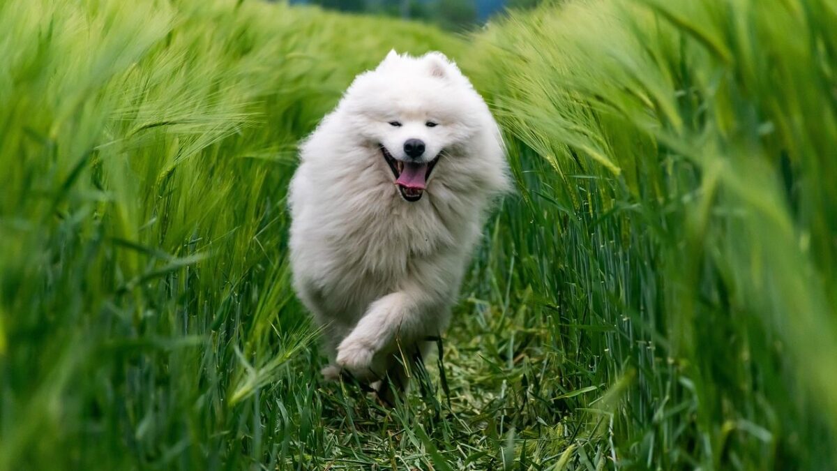 9 Fascinating Dog Breeds That Thrive in Cooler Climates and Love the Snow
