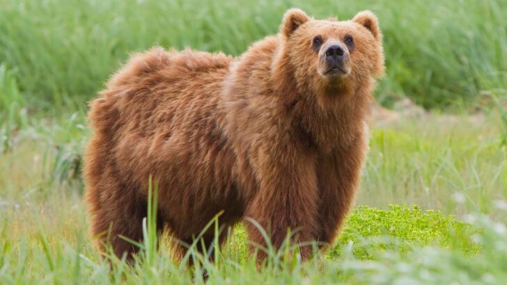 Why Are Bears Being Culled in Alaska?