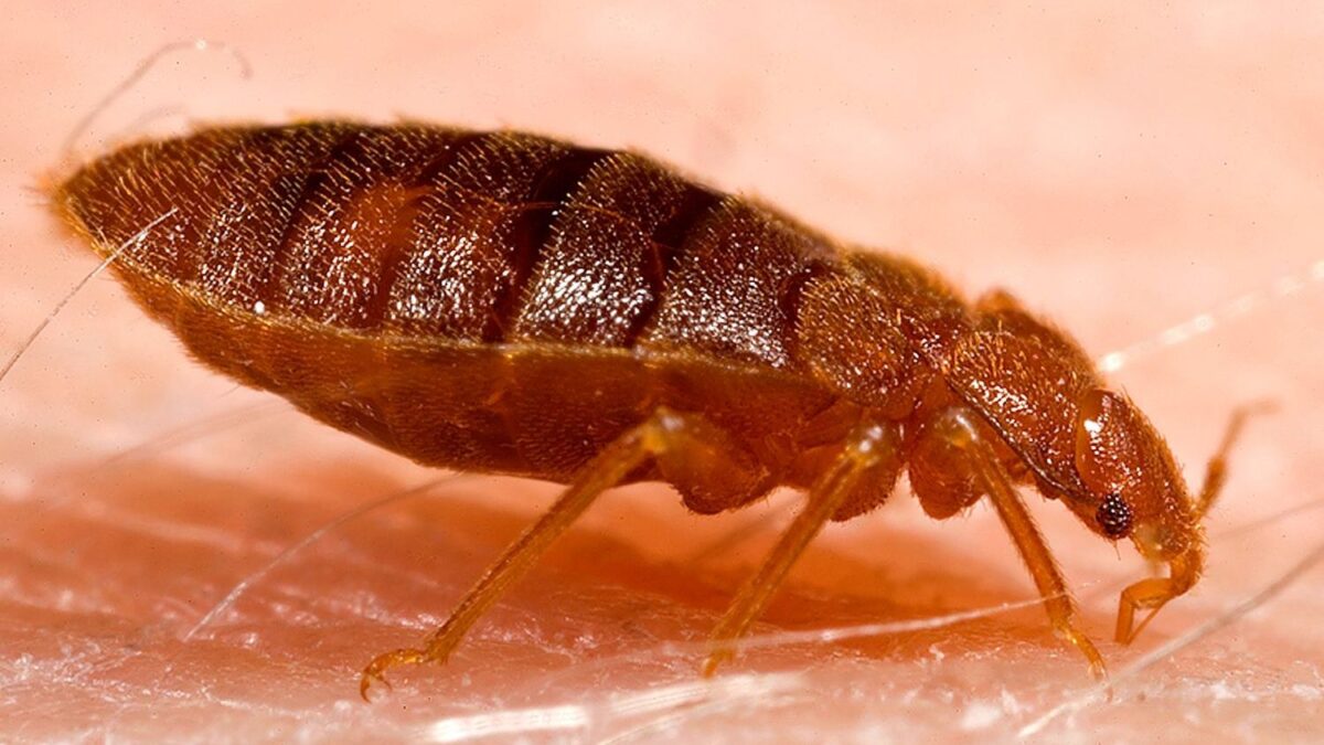 The Most Hated Bug in Every Single State in America
