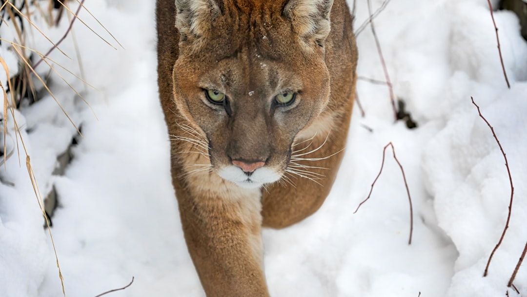 5 Things Never To Do If You Encounter a Mountain Lion While Hiking in Rocky Mountain National Park