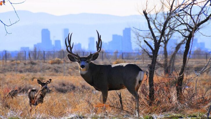 Unintended Sanctuaries: How Human Conflicts Foster Wildlife Havens
