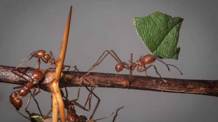Global Ant Trade Sparks Alarm: Experts Push for Stronger Wildlife Safeguards